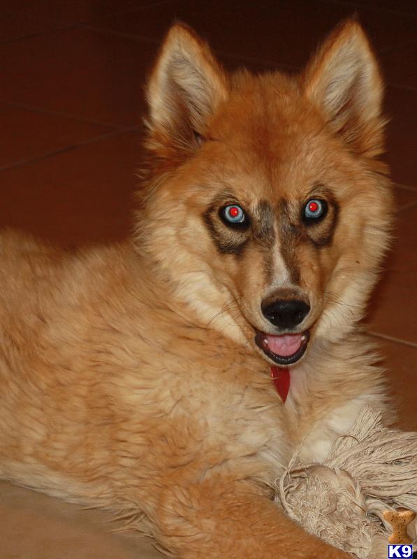 azwolfdogs Picture 1